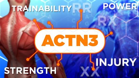 Actn3 geni